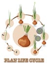 Diagram showing onion life cycle