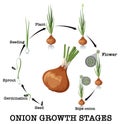 Diagram showing onion life cycle