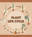 Diagram showing onion life cycle