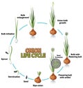 Diagram showing onion life cycle