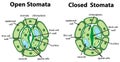 Diagram showing open and closed stomata on the chart