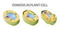 Diagram showing osmosis in plant cell Royalty Free Stock Photo