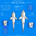 Great white sharks male and female