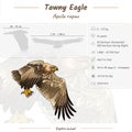 Infographic of a Tawny Eagle