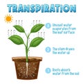 Diagram showing plant transpiration