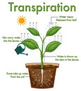 Diagram showing plant transpiration