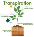 Diagram showing plant transpiration