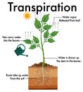 Diagram showing plant transpiration