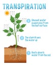 Diagram showing plant transpiration Royalty Free Stock Photo
