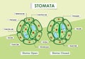 Diagram showing stomata on green plant illustration