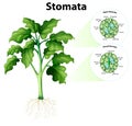 Diagram showing stomata on isolated background