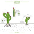 Parts of a cactus and pollination process
