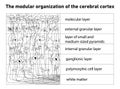 Diagram of the structure of the cerebral cortex
