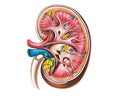 Diagram of the structure of the human kidney