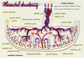 Diagram of the structure of human placenta Royalty Free Stock Photo