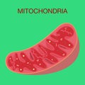 Diagram of the structure of mitochondria. Medical Education Vector Illustration
