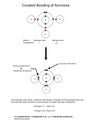 Diagram to illustrate covalent bonding in amonia with a fully la Royalty Free Stock Photo