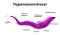 Diagram Of Trypanosoma Cell Royalty Free Stock Photo