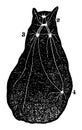 Diagram of a Type of Mollusca vintage illustration