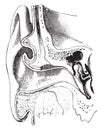 A diagrammatic view of the ear, vintage engraving