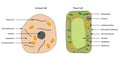 Diagrams of animal and plant cells