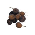 Dialium cochinchinensis have black shell Velvet tamarind