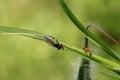 Common green bottle fly and weaver ant