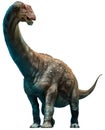 Diamantinasaurus Royalty Free Stock Photo