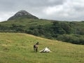 Diamon Hill and Connemara pony, Ireland. Royalty Free Stock Photo