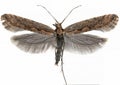 Diamond-back moth (Plutella xylostella).