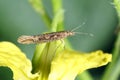 Diamond-back moth (Plutella xylostella). Royalty Free Stock Photo