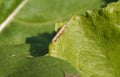 Diamond back moth Plutella xylostella