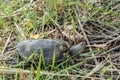 Diamond Back Terrapin in Marsh Grasses Royalty Free Stock Photo