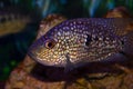 Diamond cichlasoma (Herichthys cyanoguttatus) fish Royalty Free Stock Photo