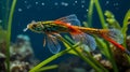 Diamond Darter Courtship and Breeding Behavior Among Underwater Vegetation Royalty Free Stock Photo