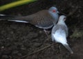 Diamond dove couple Royalty Free Stock Photo