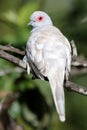 Diamond Dove Fawn Royalty Free Stock Photo