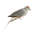 Diamond Dove - Geopelia cuneata Royalty Free Stock Photo