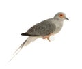 Diamond Dove - Geopelia cuneata Royalty Free Stock Photo