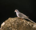 Diamond Dove, geopelia cuneata, Adult standing on Rock against Black Background Royalty Free Stock Photo