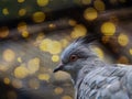 a diamond dove Geopelia cuneata and bokeh Royalty Free Stock Photo