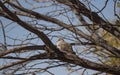 Diamond Dove pigeon perched in a tree Royalty Free Stock Photo