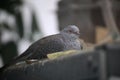 Diamond dove (Geopelia cuneata) is nearly sleeping Royalty Free Stock Photo