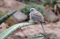 Diamond dove Royalty Free Stock Photo