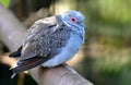 Diamond Dove - Geopelia cuneata.  Small gray pigeon living in Australia. Royalty Free Stock Photo