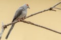 Diamond dove Geopelia cuneata is a species of small bird from the columbidae family, inhabiting endemic Australia. The bird sits Royalty Free Stock Photo