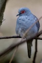 Diamond dove sitting on a branch Royalty Free Stock Photo