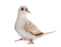 Diamond dove in studio Royalty Free Stock Photo