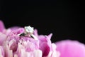 Diamond Engagement Rign Royalty Free Stock Photo