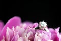 Diamond Engagement Rign Royalty Free Stock Photo